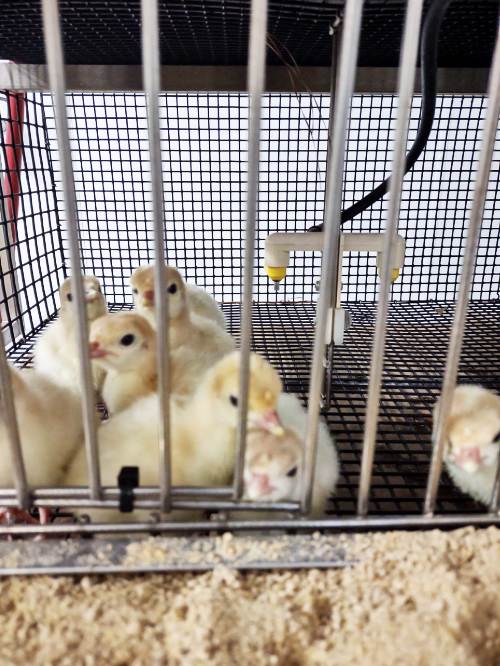 Huvepharma-Laurinburg